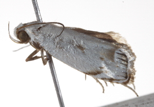  ( - BIOUG00956-G11)  @11 [ ] CreativeCommons - Attribution (2011) CBG Photography Group Centre for Biodiversity Genomics