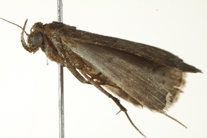  ( - BIOUG00946-H07)  @13 [ ] CreativeCommons - Attribution (2011) CBG Photography Group Centre for Biodiversity Genomics