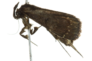  ( - BIOUG00952-H09)  @13 [ ] CreativeCommons - Attribution (2011) CBG Photography Group Centre for Biodiversity Genomics