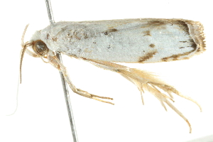  ( - BIOUG00957-G07)  @11 [ ] CreativeCommons - Attribution (2011) CBG Photography Group Centre for Biodiversity Genomics