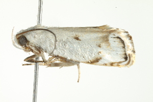  ( - BIOUG00982-G09)  @11 [ ] CreativeCommons - Attribution (2011) CBG Photography Group Centre for Biodiversity Genomics