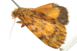  ( - BIOUG00983-B03)  @13 [ ] CreativeCommons - Attribution (2011) CBG Photography Group Centre for Biodiversity Genomics