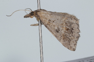  ( - BIOUG37472-D07)  @12 [ ] CreativeCommons - Attribution (2018) CBG Photography Group Centre for Biodiversity Genomics