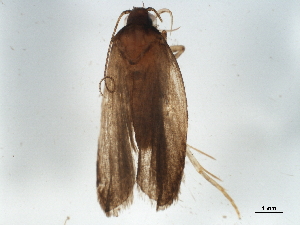  ( - BIOUG37598-H03)  @12 [ ] CreativeCommons - Attribution (2018) CBG Photography Group Centre for Biodiversity Genomics