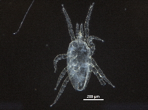  ( - BIOUG37601-E01)  @11 [ ] CreativeCommons - Attribution (2018) CBG Photography Group Centre for Biodiversity Genomics