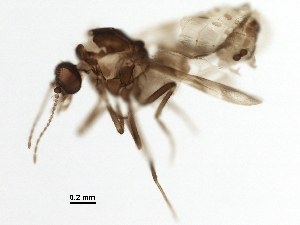  (Culicoides henryi - BIOUG37608-A11)  @11 [ ] CreativeCommons - Attribution (2018) CBG Photography Group Centre for Biodiversity Genomics