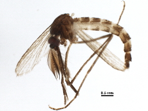  ( - BIOUG37608-E07)  @13 [ ] CreativeCommons - Attribution (2018) CBG Photography Group Centre for Biodiversity Genomics