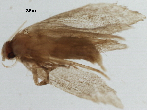  ( - BIOUG37608-H11)  @11 [ ] CreativeCommons - Attribution (2018) CBG Photography Group Centre for Biodiversity Genomics