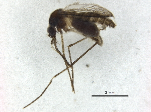  ( - BIOUG37611-A01)  @12 [ ] CreativeCommons - Attribution (2018) CBG Photography Group Centre for Biodiversity Genomics