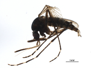  ( - BIOUG37611-H02)  @12 [ ] CreativeCommons - Attribution (2018) CBG Photography Group Centre for Biodiversity Genomics