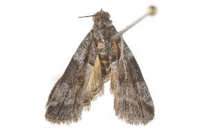 ( - BIOUG37460-D09)  @12 [ ] CreativeCommons - Attribution (2018) CBG Photography Group Centre for Biodiversity Genomics