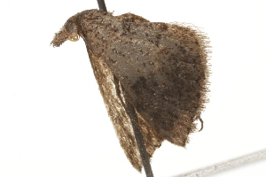  ( - BIOUG37461-C05)  @12 [ ] CreativeCommons - Attribution (2018) CBG Photography Group Centre for Biodiversity Genomics