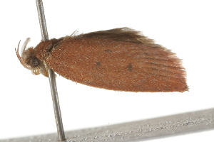  ( - BIOUG37463-A05)  @11 [ ] CreativeCommons - Attribution (2018) CBG Photography Group Centre for Biodiversity Genomics