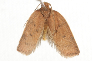  ( - BIOUG37465-A05)  @11 [ ] CreativeCommons - Attribution (2018) CBG Photography Group Centre for Biodiversity Genomics