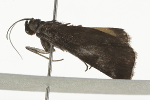  ( - BIOUG37468-H03)  @12 [ ] CreativeCommons - Attribution (2018) CBG Photography Group Centre for Biodiversity Genomics