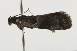  ( - BIOUG37470-A06)  @12 [ ] CreativeCommons - Attribution (2018) CBG Photography Group Centre for Biodiversity Genomics