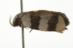  ( - BIOUG37470-D12)  @12 [ ] CreativeCommons - Attribution (2018) CBG Photography Group Centre for Biodiversity Genomics