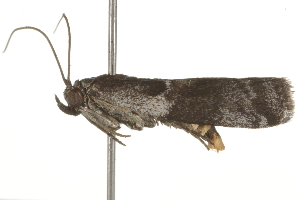  ( - BIOUG37471-G06)  @12 [ ] CreativeCommons - Attribution (2018) CBG Photography Group Centre for Biodiversity Genomics