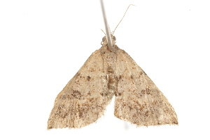  ( - BIOUG37476-H05)  @12 [ ] CreativeCommons - Attribution (2018) CBG Photography Group Centre for Biodiversity Genomics