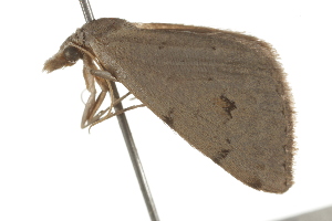  ( - BIOUG37477-A10)  @11 [ ] CreativeCommons - Attribution (2018) CBG Photography Group Centre for Biodiversity Genomics