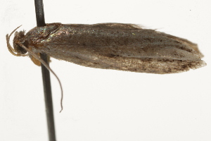  ( - BIOUG37477-F11)  @12 [ ] CreativeCommons - Attribution (2018) CBG Photography Group Centre for Biodiversity Genomics