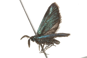  ( - BIOUG37478-D08)  @11 [ ] CreativeCommons - Attribution (2018) CBG Photography Group Centre for Biodiversity Genomics