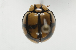  ( - BIOUG37517-H01)  @11 [ ] CreativeCommons - Attribution (2018) CBG Photography Group Centre for Biodiversity Genomics