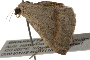  ( - BIOUG37741-D11)  @12 [ ] CreativeCommons - Attribution (2018) CBG Photography Group Centre for Biodiversity Genomics