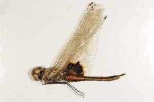  ( - BIOUG37518-H07)  @11 [ ] CreativeCommons - Attribution (2018) CBG Photography Group Centre for Biodiversity Genomics