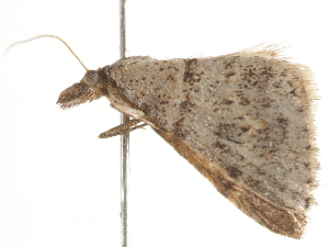  ( - BIOUG45815-B08)  @12 [ ] CreativeCommons - Attribution (2020) CBG Photography Group Centre for Biodiversity Genomics