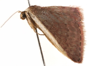  ( - BIOUG45817-E09)  @12 [ ] CreativeCommons - Attribution (2020) CBG Photography Group Centre for Biodiversity Genomics