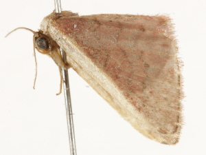  ( - BIOUG45820-C08)  @12 [ ] CreativeCommons - Attribution (2020) CBG Photography Group Centre for Biodiversity Genomics