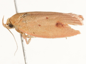  ( - BIOUG45824-A09)  @12 [ ] CreativeCommons - Attribution (2020) CBG Photography Group Centre for Biodiversity Genomics