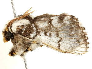  ( - BIOUG51281-B02)  @11 [ ] CreativeCommons - Attribution (2019) CBG Photography Group Centre for Biodiversity Genomics