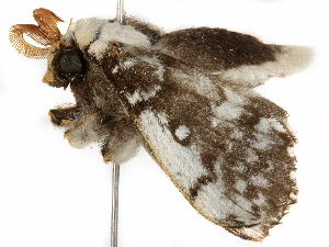  ( - BIOUG51281-B03)  @11 [ ] CreativeCommons - Attribution (2019) CBG Photography Group Centre for Biodiversity Genomics