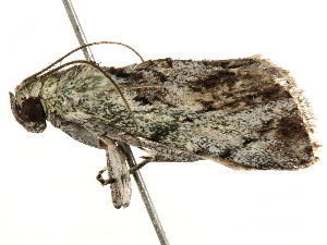  ( - BIOUG51281-C07)  @12 [ ] CreativeCommons - Attribution (2019) CBG Photography Group Centre for Biodiversity Genomics