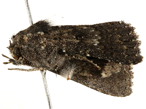  ( - BIOUG51281-F03)  @12 [ ] CreativeCommons - Attribution (2019) CBG Photography Group Centre for Biodiversity Genomics