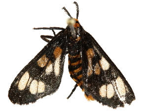  ( - BIOUG51281-G03)  @12 [ ] CreativeCommons - Attribution (2019) CBG Photography Group Centre for Biodiversity Genomics