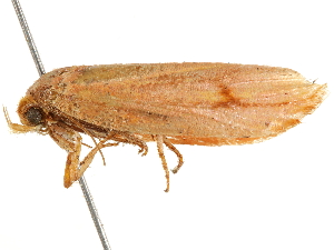  ( - BIOUG51281-G04)  @11 [ ] CreativeCommons - Attribution (2019) CBG Photography Group Centre for Biodiversity Genomics