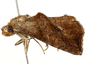  ( - BIOUG51281-G05)  @12 [ ] CreativeCommons - Attribution (2019) CBG Photography Group Centre for Biodiversity Genomics