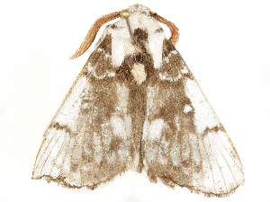 ( - BIOUG51282-D10)  @11 [ ] CreativeCommons - Attribution (2019) CBG Photography Group Centre for Biodiversity Genomics
