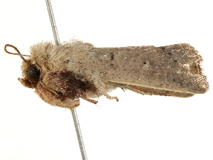  ( - BIOUG51282-G07)  @12 [ ] CreativeCommons - Attribution (2019) CBG Photography Group Centre for Biodiversity Genomics