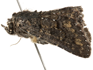  ( - BIOUG51283-A12)  @12 [ ] CreativeCommons - Attribution (2019) CBG Photography Group Centre for Biodiversity Genomics