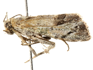  ( - BIOUG51283-D07)  @12 [ ] CreativeCommons - Attribution (2019) CBG Photography Group Centre for Biodiversity Genomics