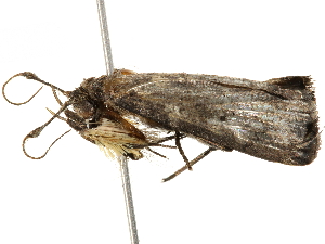  ( - BIOUG51283-E05)  @12 [ ] CreativeCommons - Attribution (2019) CBG Photography Group Centre for Biodiversity Genomics