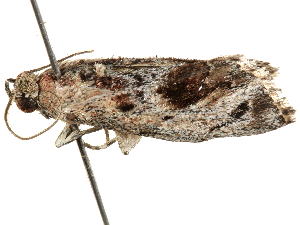  ( - BIOUG51284-C06)  @12 [ ] CreativeCommons - Attribution (2019) CBG Photography Group Centre for Biodiversity Genomics