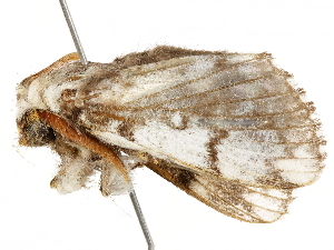  ( - BIOUG51284-H08)  @11 [ ] CreativeCommons - Attribution (2019) CBG Photography Group Centre for Biodiversity Genomics