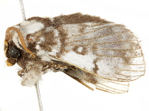  ( - BIOUG51286-A08)  @11 [ ] CreativeCommons - Attribution (2019) CBG Photography Group Centre for Biodiversity Genomics