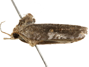  ( - BIOUG51286-B12)  @11 [ ] CreativeCommons - Attribution (2019) CBG Photography Group Centre for Biodiversity Genomics
