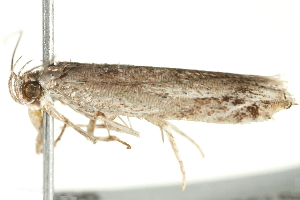  ( - BIOUG04702-B08)  @12 [ ] CreativeCommons - Attribution (2013) CBG Photography Group Centre for Biodiversity Genomics